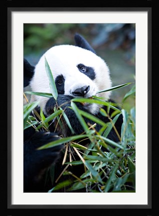 Framed Panda bear, Panda reserve Print