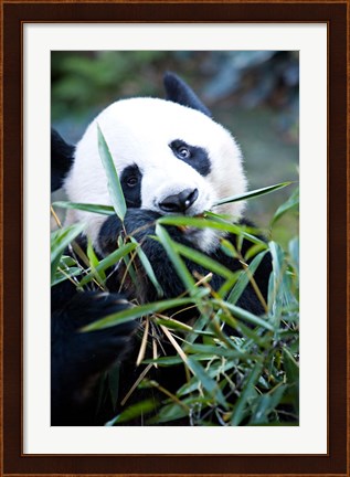 Framed Panda bear, Panda reserve Print