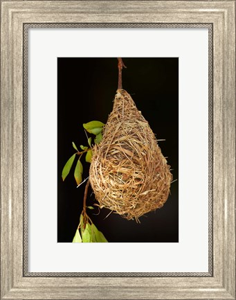 Framed Nest of Southern masked weaver, Etosha National Park, Namibia Print