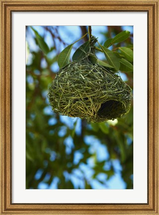 Framed Southern masked weaver nest, Etosha NP, Namibia, Africa. Print
