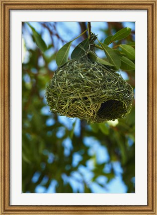 Framed Southern masked weaver nest, Etosha NP, Namibia, Africa. Print