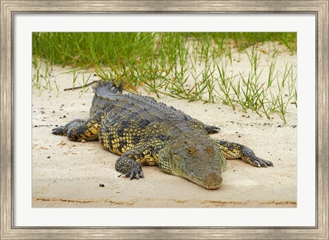 Framed Nile crocodile, Chobe River, Chobe NP, Kasane, Botswana, Africa Print