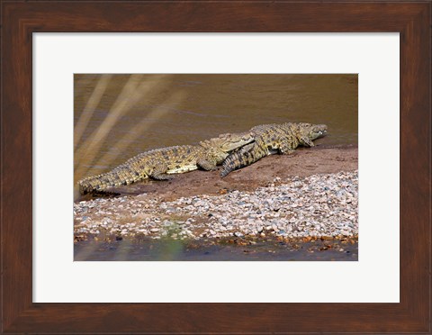Framed Nile Crocodiles on the banks of the Mara River, Maasai Mara, Kenya, Africa Print