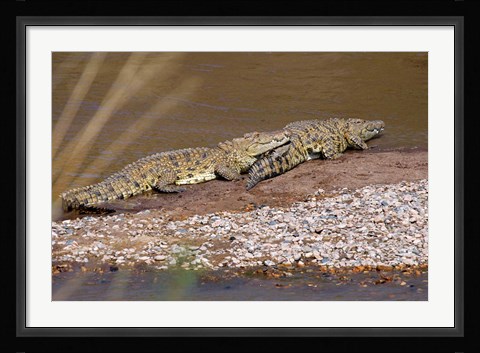 Framed Nile Crocodiles on the banks of the Mara River, Maasai Mara, Kenya, Africa Print