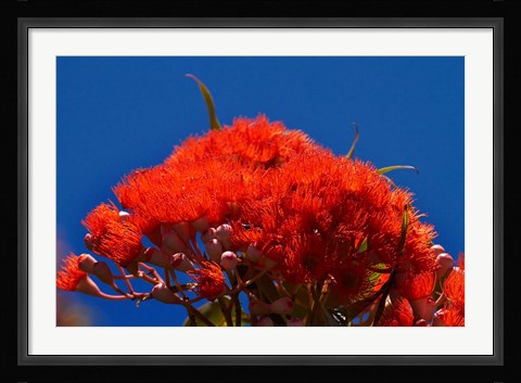 Framed Orange flowers on Table Mountain, Cape Town, South Africa Print