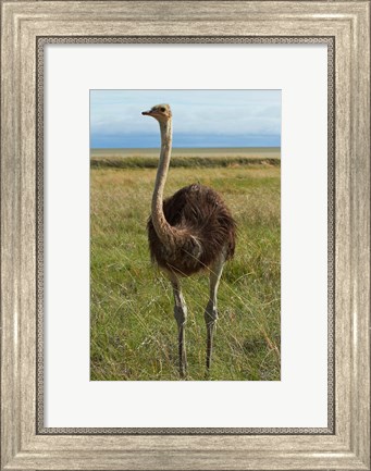 Framed Ostrich, Etosha National Park, Namibia Print