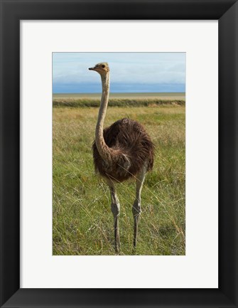 Framed Ostrich, Etosha National Park, Namibia Print