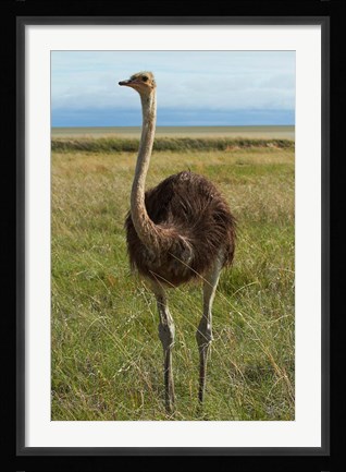 Framed Ostrich, Etosha National Park, Namibia Print
