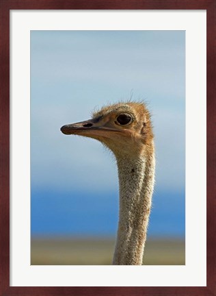 Framed Ostrich, Struthio camelus, Etosha NP, Namibia, Africa. Print