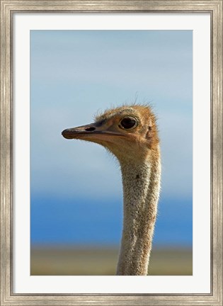 Framed Ostrich, Struthio camelus, Etosha NP, Namibia, Africa. Print
