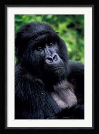 Framed Close up of Mountain Gorilla, Rwanda Print