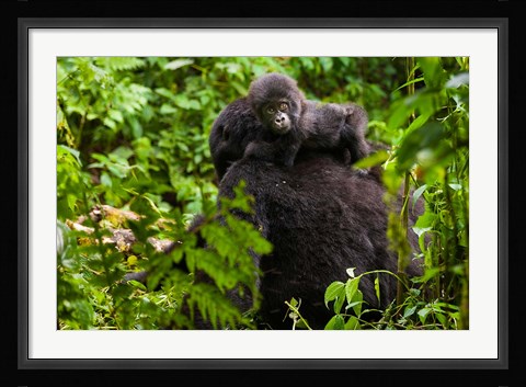 Framed Gorilla carrying baby, Volcanoes National Park, Rwanda Print