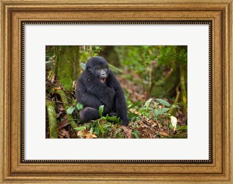 Framed Mountain gorilla yawning, Volcanoes National Park, Rwanda Print
