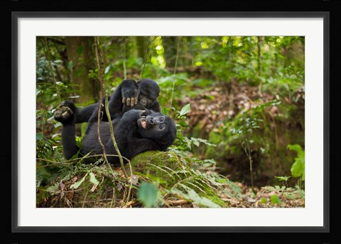 Framed Close up of Mountain gorillas, Volcanoes National Park, Rwanda. Print
