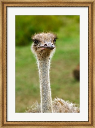 Framed Ostrich, Lake Nakuru National Park, Kenya Print