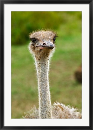 Framed Ostrich, Lake Nakuru National Park, Kenya Print