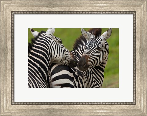 Framed Plains zebras, Ngorongoro Conservation Area, Tanzania Print