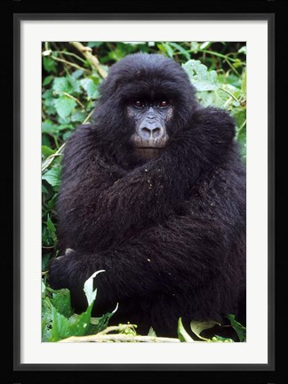 Framed Mountain Gorilla preening, Group 11, Rwanda Print