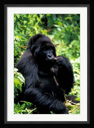 Framed Mountain Gorilla, Virunga Volcanoes National Park, Rwanda Print