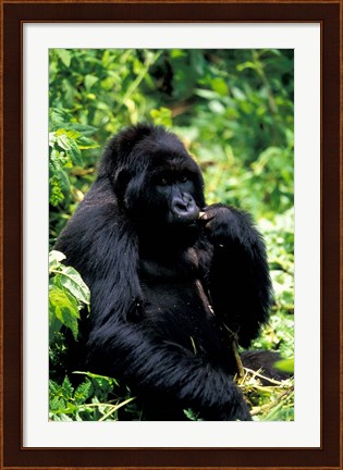 Framed Mountain Gorilla, Virunga Volcanoes National Park, Rwanda Print