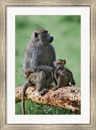 Framed Olive Baboon, baby, Lake Nakuru National Park, Kenya Print