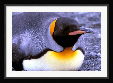 Framed Penguin, Sub-Antarctic, South Georgia Island Print