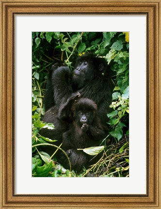 Framed Mountain Gorillas, Parc N. Volcans, Rwanda Print