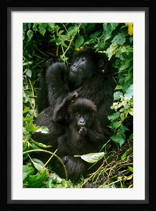 Framed Mountain Gorillas, Parc N. Volcans, Rwanda Print
