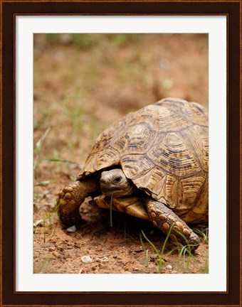 Framed Mountain tortoise, Mkuze Game Reserve, South Africa Print