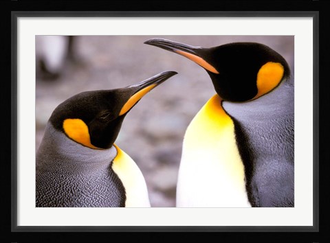 Framed Two Penguins, Sub-Antarctic, South Georgia Island Print