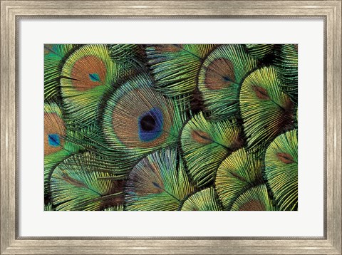 Framed Peacock Feather Design Print