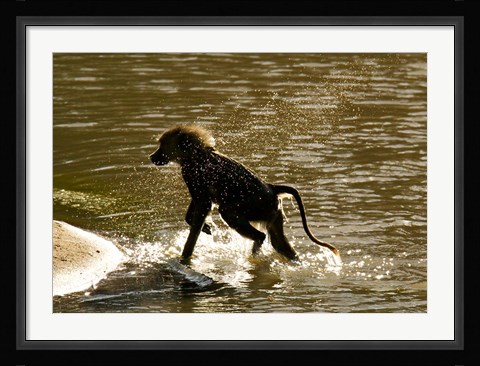 Framed Olive Baboon, Masai Mara, Kenya Print