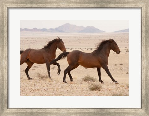 Framed Namibia, Aus, Wild horses in Namib Desert Print