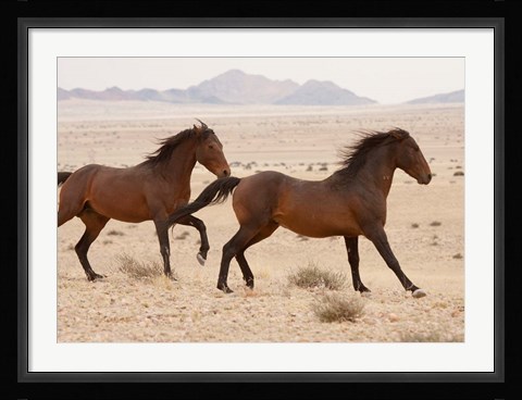 Framed Namibia, Aus, Wild horses in Namib Desert Print