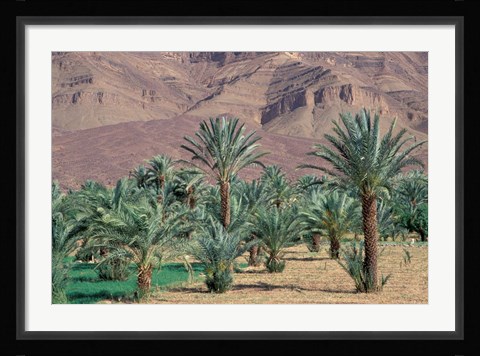 Framed Palmery Below Mountains, Morocco Print