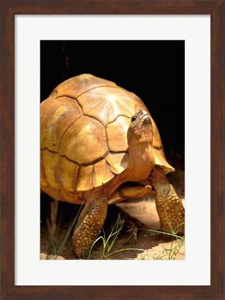 Framed Plough-share Tortoise, Ampijeroa Forest Station, Madagascar Print