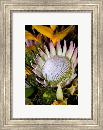 Framed Queen Protea, Kwazulu Natal, South Africa Print