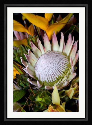 Framed Queen Protea, Kwazulu Natal, South Africa Print
