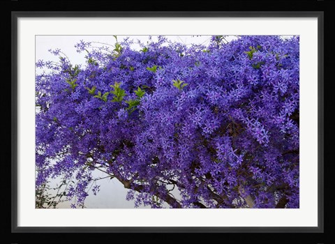 Framed Plumbago Shrub, Paul Kruger's House, Pretoria, Gauteng, South Africa Print