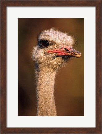 Framed Namibia, Common Ostrich bird Print