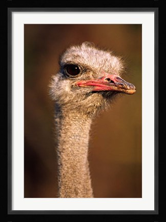 Framed Namibia, Common Ostrich bird Print