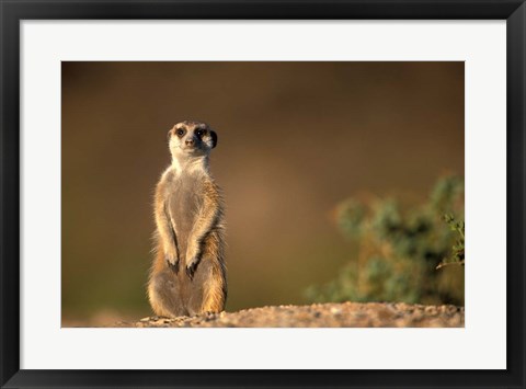 Framed Namibia, Keetmanshoop, Meerkat, mongoose standing up, Namib Desert Print