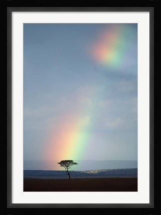 Framed Rainbow Forms Amid Rain Clouds, Masai Mara Game Reserve, Kenya Print