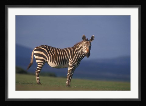 Framed Rare Cape Mountain Zebra, South Africa Print