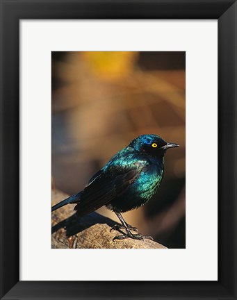 Framed Namibia. Lesser Blue-eared Glossy Starling bird Print