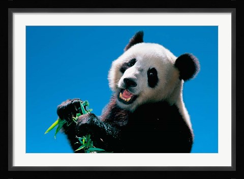 Framed Panda Eating Bamboo, Wolong, Sichuan, China Print