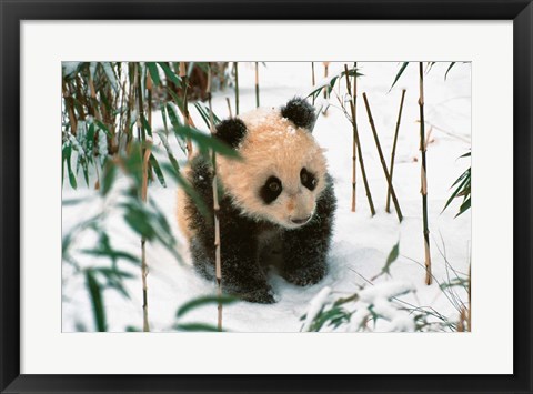 Framed Panda Cub on Snow, Wolong, Sichuan, China Print