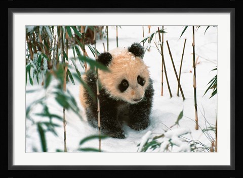 Framed Panda Cub on Snow, Wolong, Sichuan, China Print
