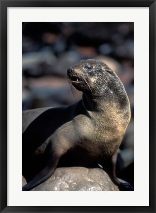 Framed Namibia, Cape Cross Seal Reserve, Fur Seal Print