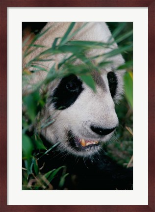 Framed Panda, Wolong, Sichuan, China Print